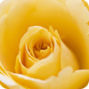 Roseiras Amarelas