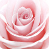 Roseiras Rosadas