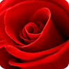Roseiras Vermelhas