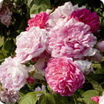 Roseiras de Flores Grandes