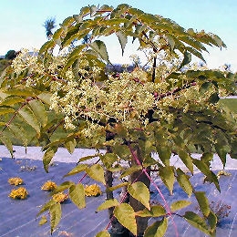 Hera aralia Variegata - Aralia x lizei 'Variegata'