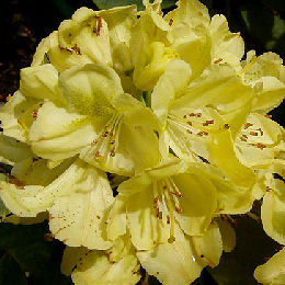 Rododendro hibrido 'Belkanto' - Rhododendron 'Belkanto'