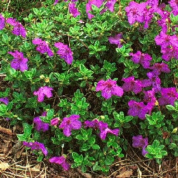 Rododendro  'Keleticum' - Rhododendron 'Keleticum'