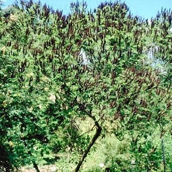 Amorfa fruticosa - Falso indigo - Amorpha fruticosa - Amorpha pubescens