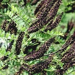Amorfa fruticosa - Falso indigo - Amorpha fruticosa - Amorpha pubescens 