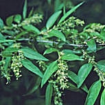 Amorfa fruticosa - Falso indigo - Amorpha fruticosa - Amorpha pubescens