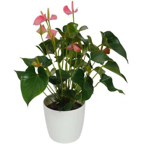 ANTRIO de flores de cor rosa - c17 + Cachep Branco