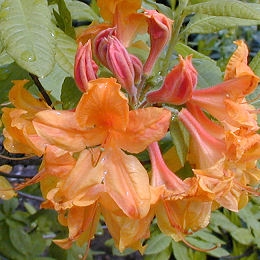 Azale mollis, Azalea mollis: Fleurs