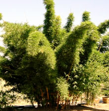 Bambusa vulgaris Vittata