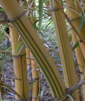 Bambusa vulgaris Vittata