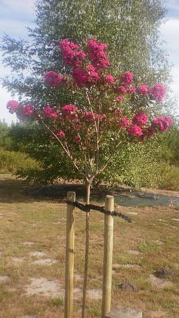 Colares para arvores