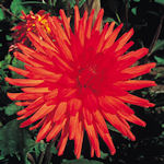 Dália - Dahlia variabilis