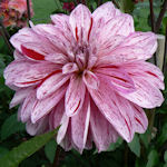 Dália - Dahlia variabilis