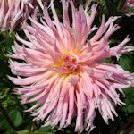 Dália - Dahlia variabilis