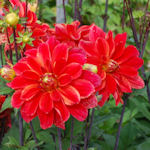 Dália - Dahlia variabilis