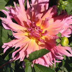 Dália - Dahlia variabilis