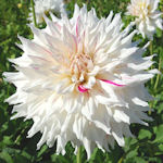 Dália - Dahlia variabilis