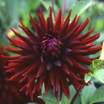Dália - Dahlia variabilis