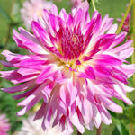 Dália - Dahlia variabilis