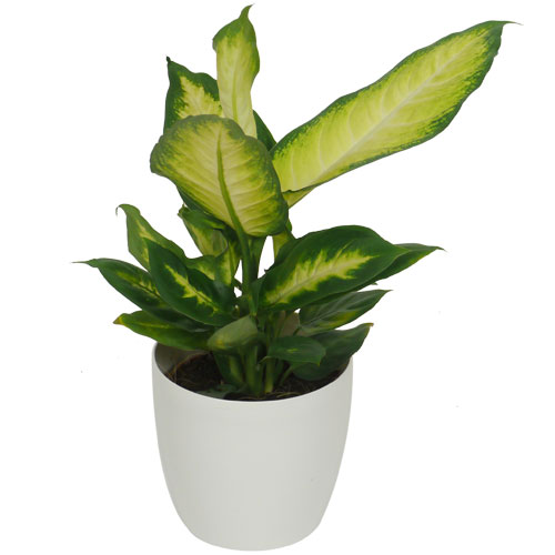 DIEFFENBACHIA 'Camilla' - c12 + Cachepô Branco
