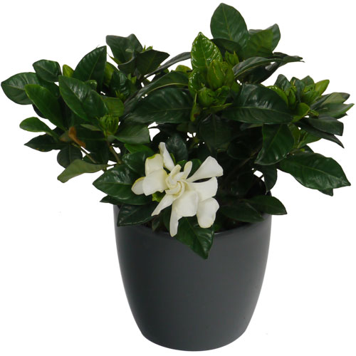 GARDENIA JASMINOIDES - c12 + Cachep Antracite
