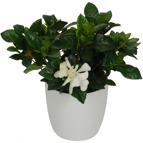 GARDENIA JASMINOIDES - c12 + Cachep Branco