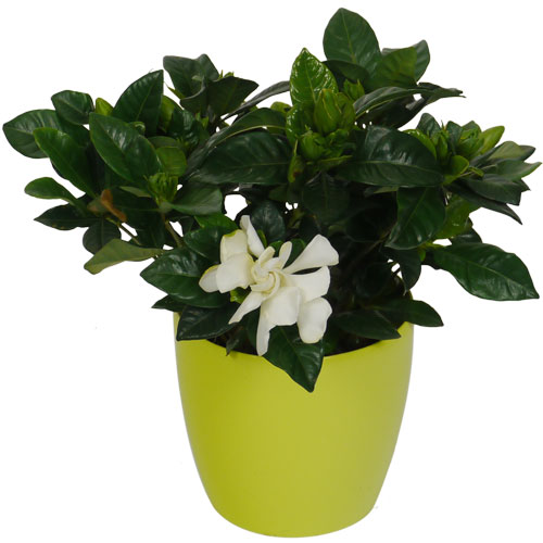 GARDENIA JASMINOIDES - c12 + Cachep Verde Limo