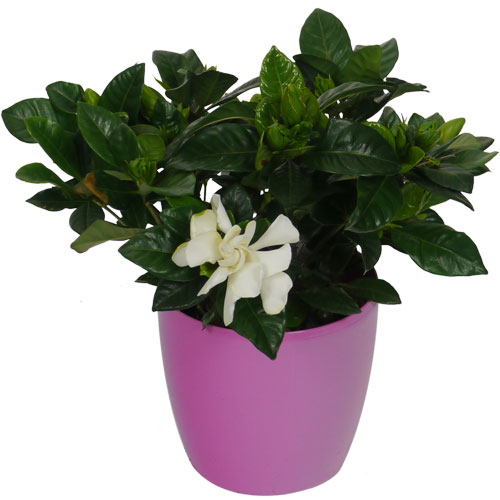 GARDENIA JASMINOIDES - c12 + Cachep Rosa