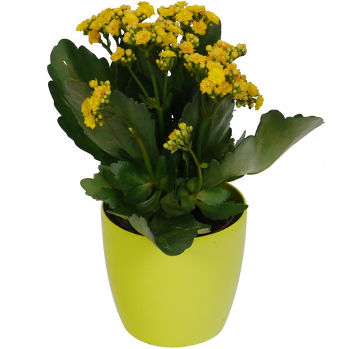 KALANCHOE de flores amarelas - c12 + Cachep Verde Limo