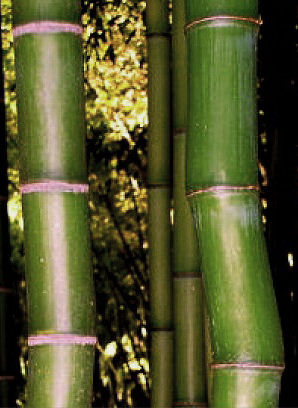 Phyllostachys bambusoides
