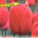 Tlipa French Passion