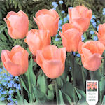 Tlipa Apricot Beauty