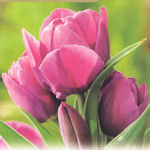 Tlipa pluriflore Purple Bouquet
