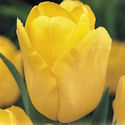 Tlipa Golden Present