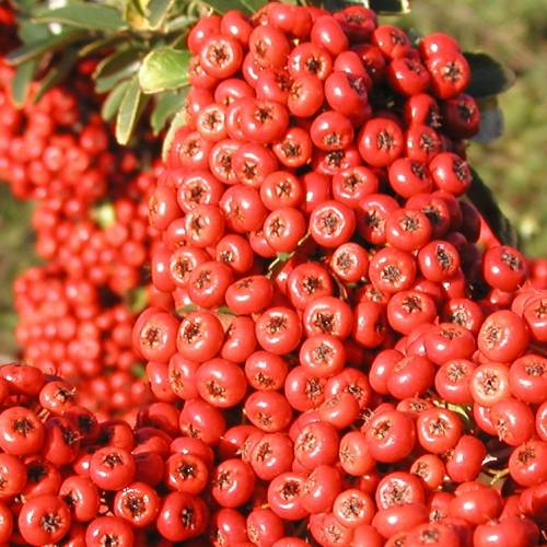 Piracanta Vermelho venda Piracanta Vermelho / Pyracantha Rubra
