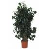 Ficus benjamina 'Danielle'