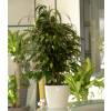 Ficus benjamina 'Danielle'