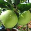 Macieira 'Granny Smith'