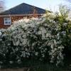 Clematite armandii