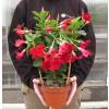 Dipladenia Vermelho