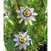 Passiflora caerulea