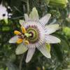 Passiflora caerulea