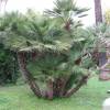 Palmeira Anã