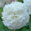 Roseira 'Susan Williams-Ellis'