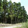 Cedro do Japo