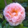 Roseira 'Abraham Darby'