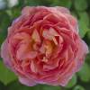 Roseira 'Abraham Darby'