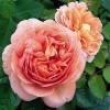 Roseira 'Abraham Darby'