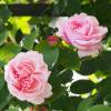 Roseira 'St. Swithun'