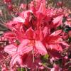 Azalea Mollis 'Jolie Madame'